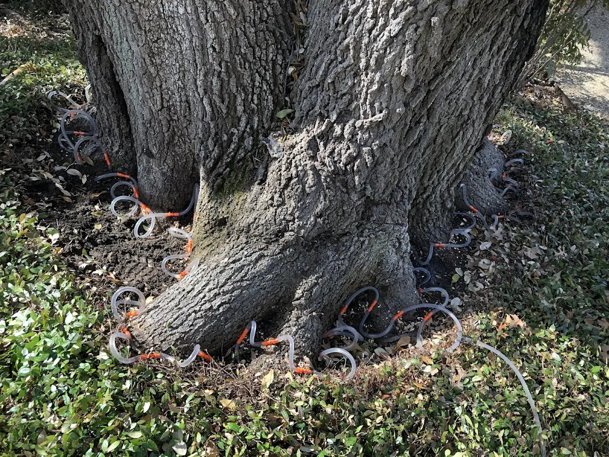 Detailed Tree Cabling and Bracing job site in Island Heights