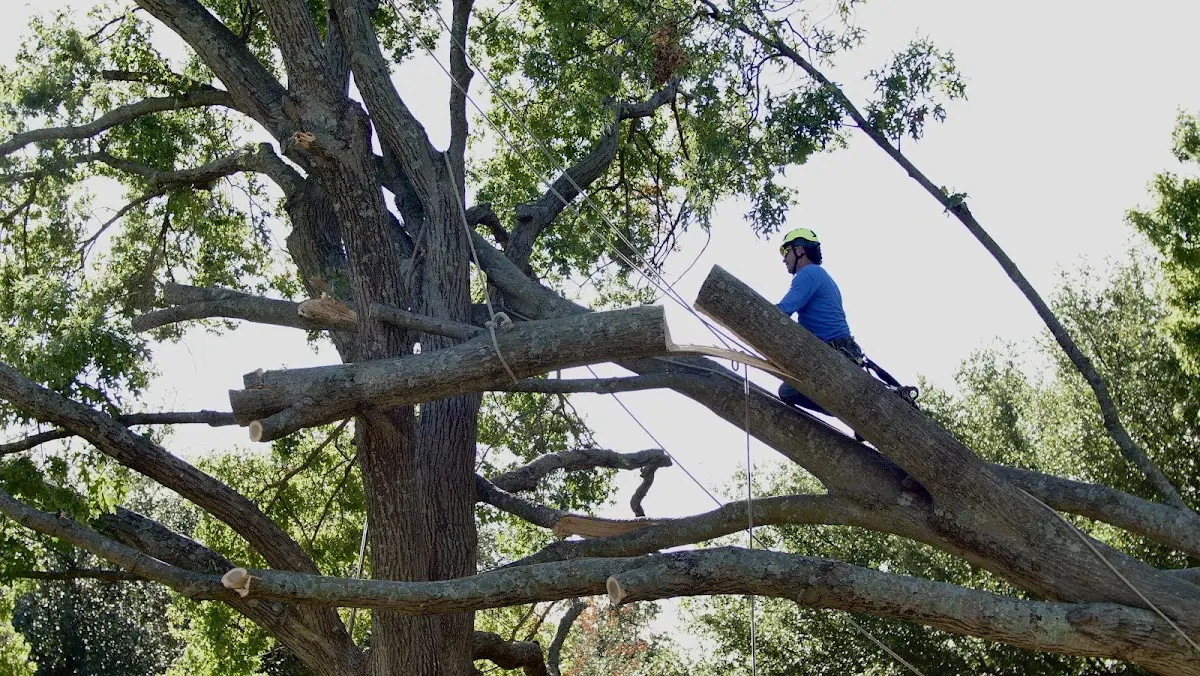 Professional Crown Thinning performed by certified arborists in Island Heights