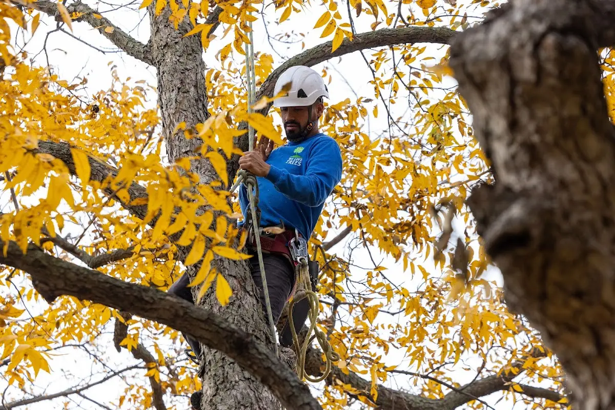 Skilled Tree Pruning crew working in Island Heights